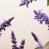 Rituals Anti-Ageing Serum> Serum Och Boosters