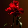 Rituals Imperial Rose Refill Fragrance Sticks> Refill | Refill