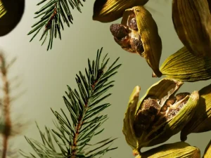 Rituals Maharaja d’Or> Parfym För Honom | För Honom