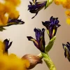 Rituals Orris Mimosa Refill Fragrance Sticks> Refill | Refill
