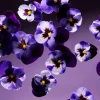 Rituals Smooth Violet Scented Candle> Exklusiva Doftljus
