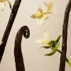 Rituals Suede Vanilla Refill Fragrance Sticks> Refill | Refill