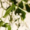 Rituals Sweet Jasmine Refill Fragrance Sticks> Refill | Refill