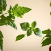 Rituals White Basil Mini Fragrance Sticks> Minidoftstickor
